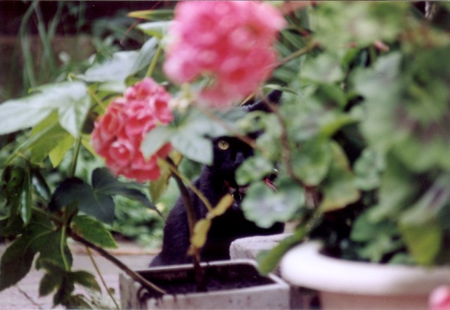 Rico behind some bushes rico-achter-bloembak