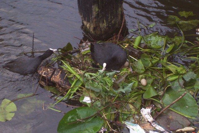 een nieuw begin; nog zo'n zes eitjes over IN het nest, eentje erbuiten (dat hebben ze zo gelaten) en drie op de bodem... een nieuw begin; nog zo'n zes eitjes over IN het nest, eentje erbuiten (dat hebben ze zo gelaten) en drie op de bodem...
