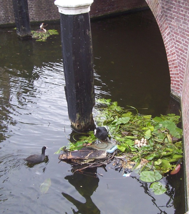de futen (op de achtergrond) zitten prima, maar hiervoor is het een heel ander verhaal... de futen (op de achtergrond) zitten prima, maar hiervoor is het een heel ander verhaal...