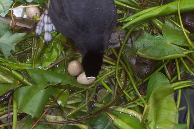 ...daarna volgde het opnieuw ophogen van het nest en het terugrollen van de lagergelegen eitjes (op één na, dus) ...daarna volgde het opnieuw ophogen van het nest en het terugrollen van de lagergelegen eitjes (op één na, dus)