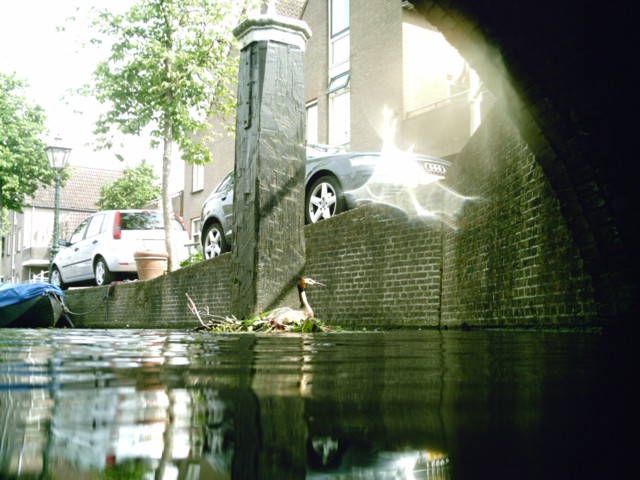 fuut is wat meer op haar hoede...