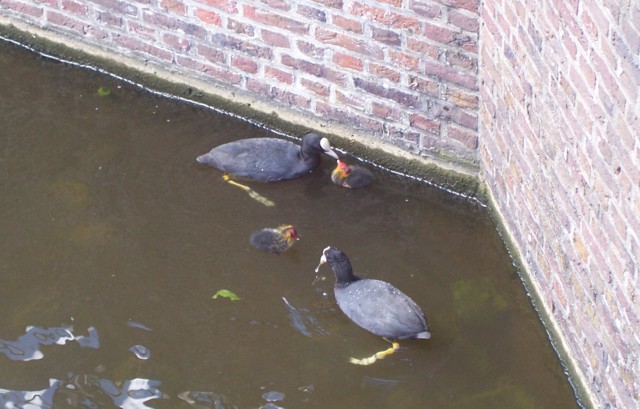 Na het dumpen van de drie niet-uitgekomen eitjes, gingen Koet en haar gezin de wijk in