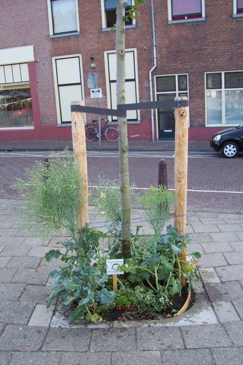 iep_aanplant_aug2009