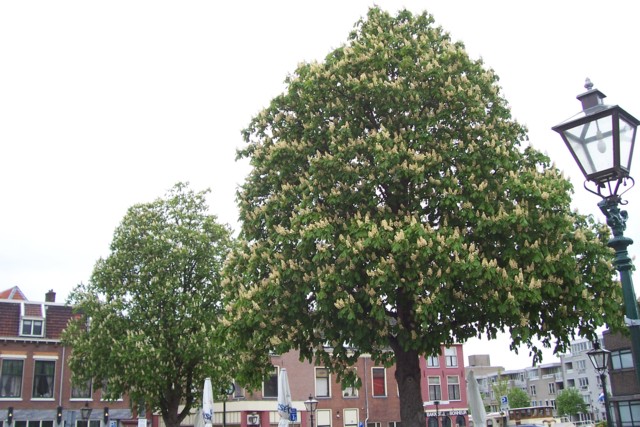 De karakteristieke kastanjebomen op het Havenplein (mei 2010)