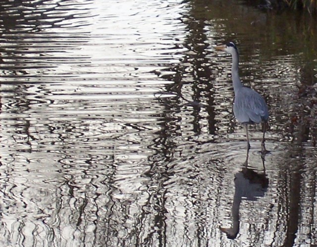 reiger_links_1