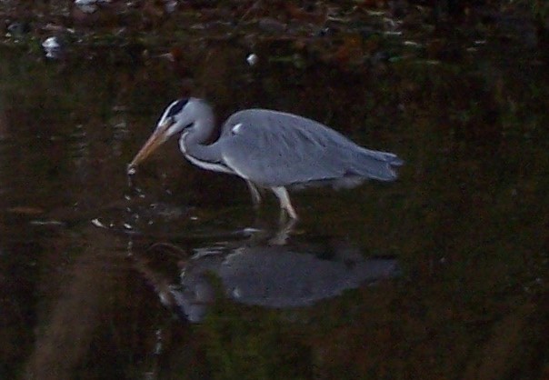 reiger_midden_heeftwat2