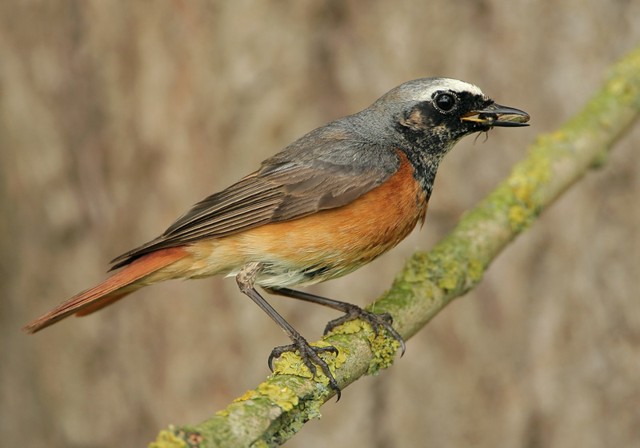 roodstaart_vogelbescherming