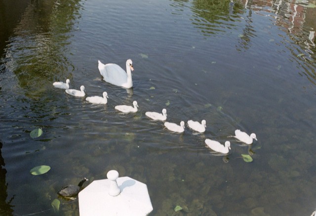 Zwanenfamilie in de Kijfgracht (klik voor vergroting)