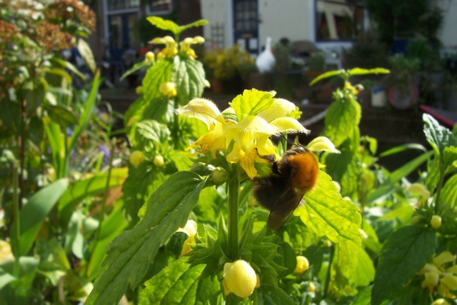 naar de biodiversiteitspagina