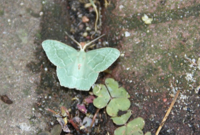 een groen vlindertje (determinatie nog nodig!) op de Kijfgracht, zomer 2010
