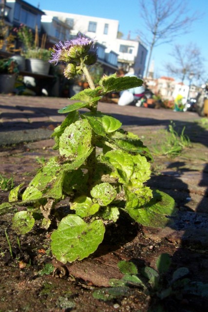 wildplantje