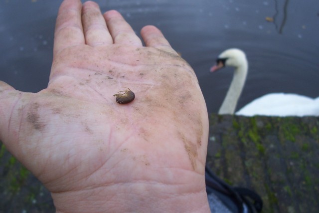 een garnaaltje op een kattenklimtouw, 30oct2010