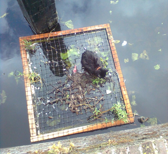 cat Melvin on one of the floating gardens