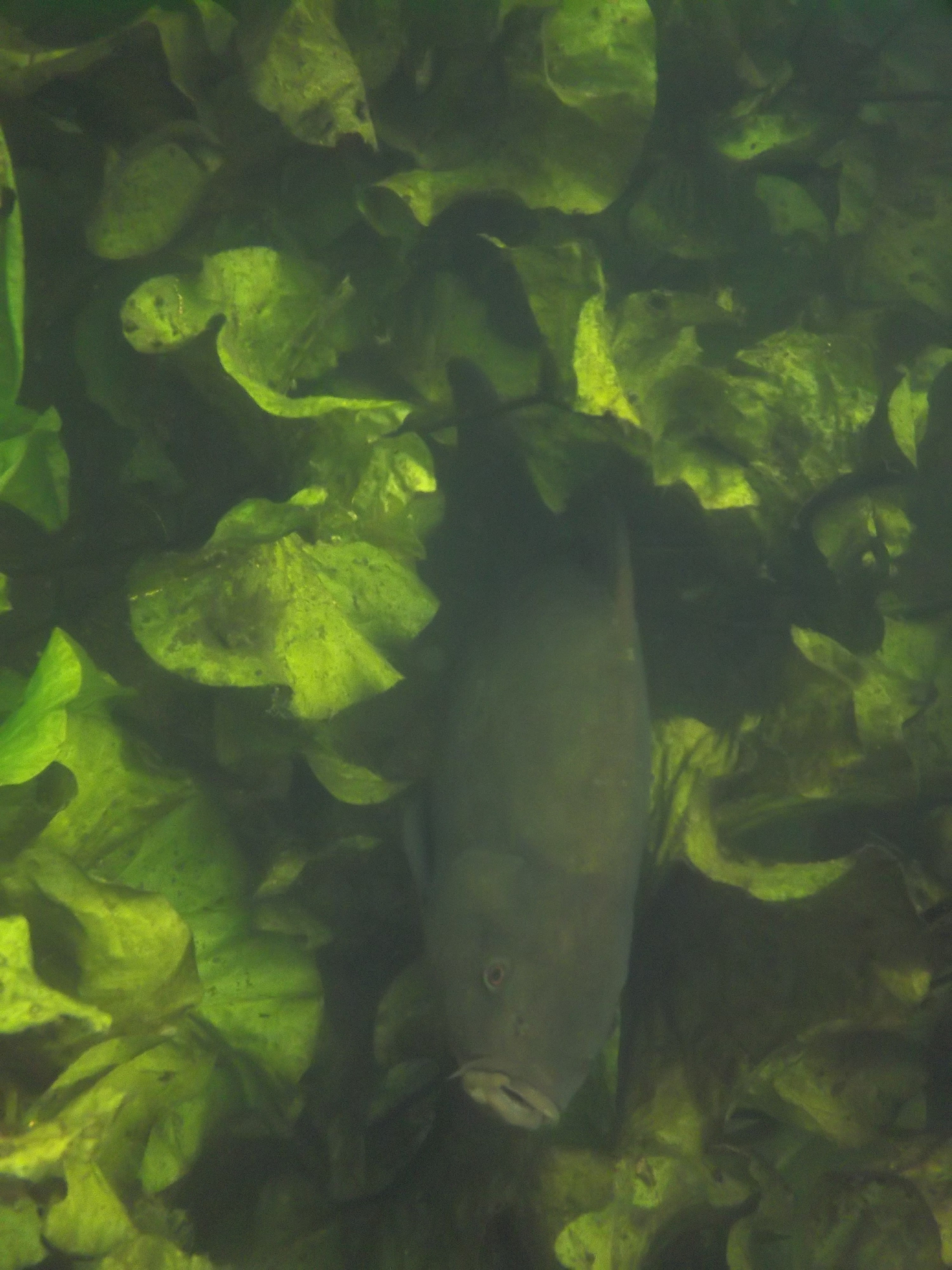 an inquisitive tench studying the snorkeller