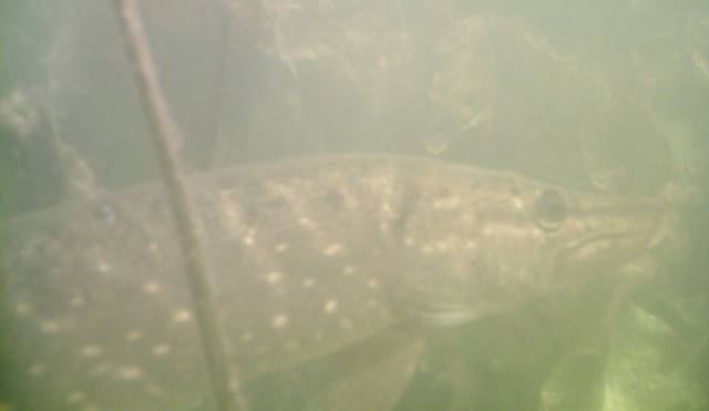 Snoek in de Havenwijk, snorkelend gefotografeerd