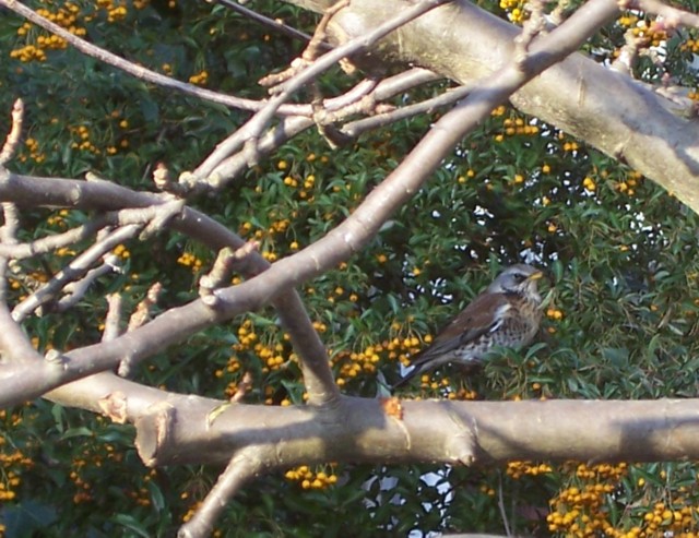 kramsvogel