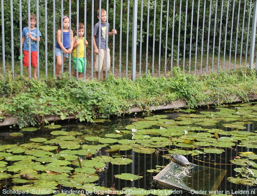 Een reddingsnestje met schildpad én kinderen in de speeltuin