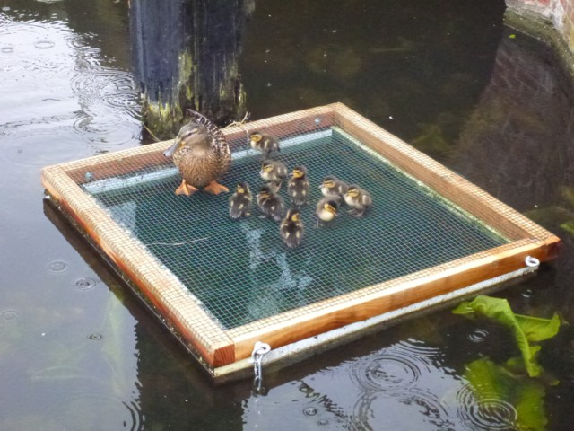 Jonge eendjes rusten uit buiten het bereik van roofvissen zoals snoek