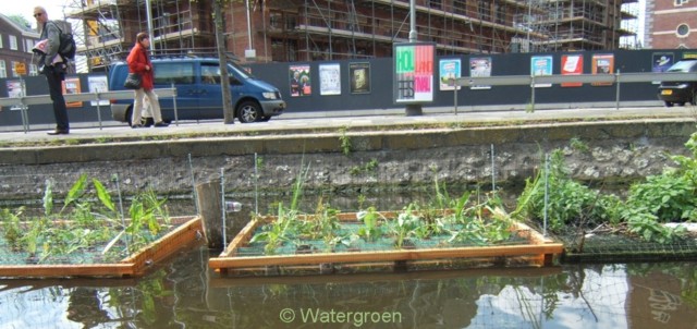 Pas geplaatste watertuinen (dus in hun eerste levensjaar)