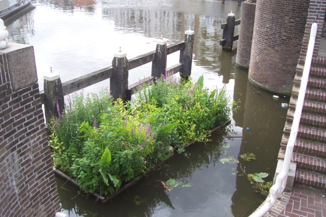 watertuinen aan het Havenplein in Leiden, 2 jaar oud